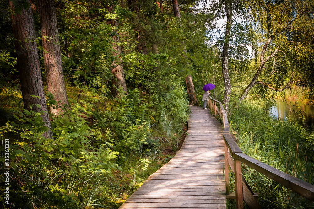 Fototapeta premium wooden walkway in old nature reserve park, Europe