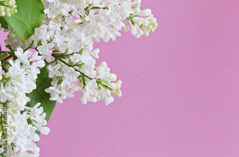 Flowers white lilac Flowers white lilac