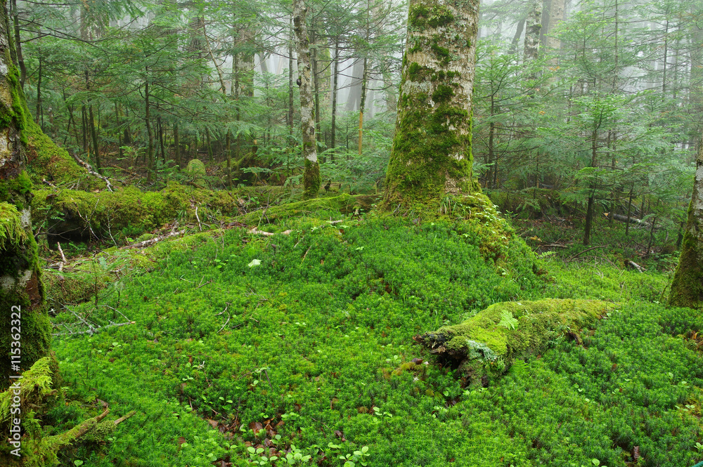 Obraz premium 苔の森