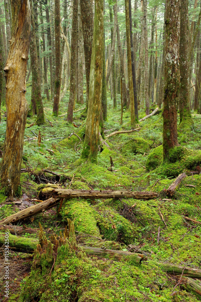 Obraz premium 苔の森