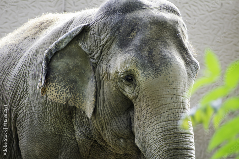 Naklejka premium Elephant