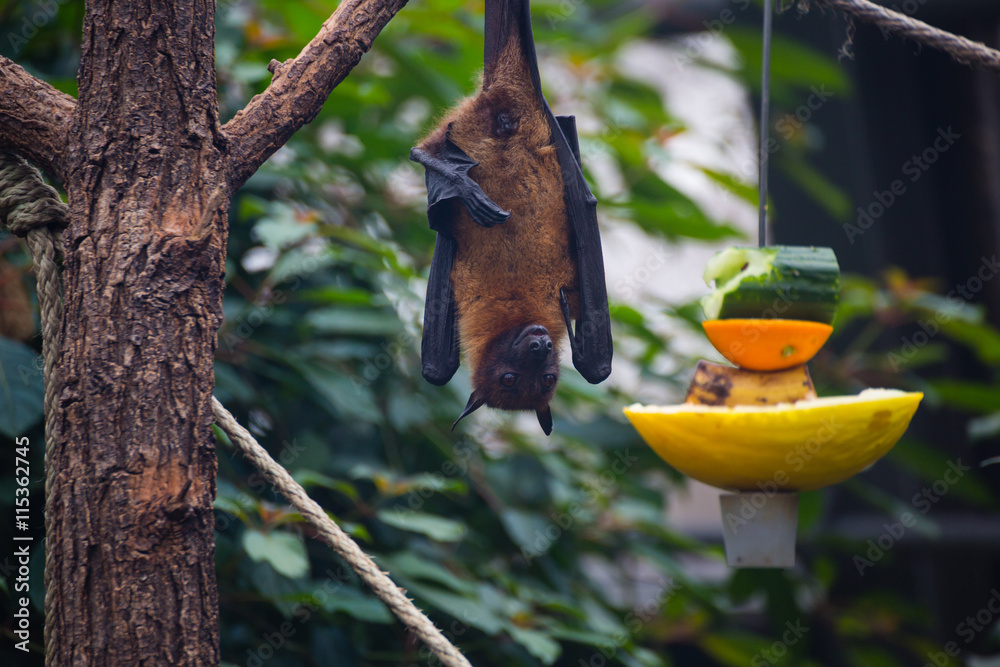 Fruit bat flying fox