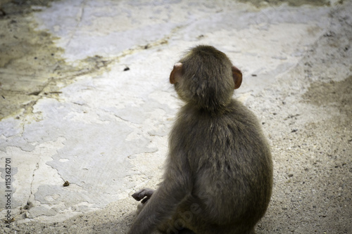 Macaca fuscata photo