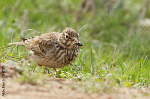 Crested lark (Galerida cristata) on the meadow photo