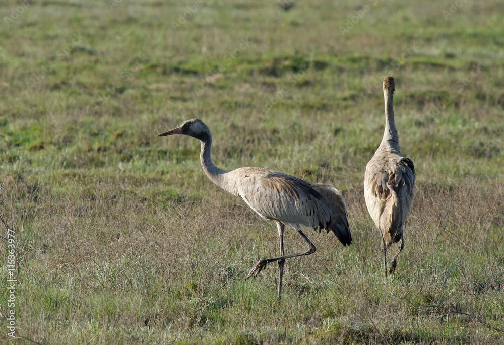 Obraz premium Common cranes (Grus grus) in the field, Kalmykia, Russia