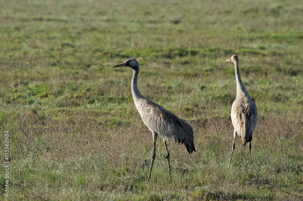 Common cranes (Grus grus) in the field, Kalmykia, Russia Common cranes (Grus grus) in the field, Kalmykia, Russia