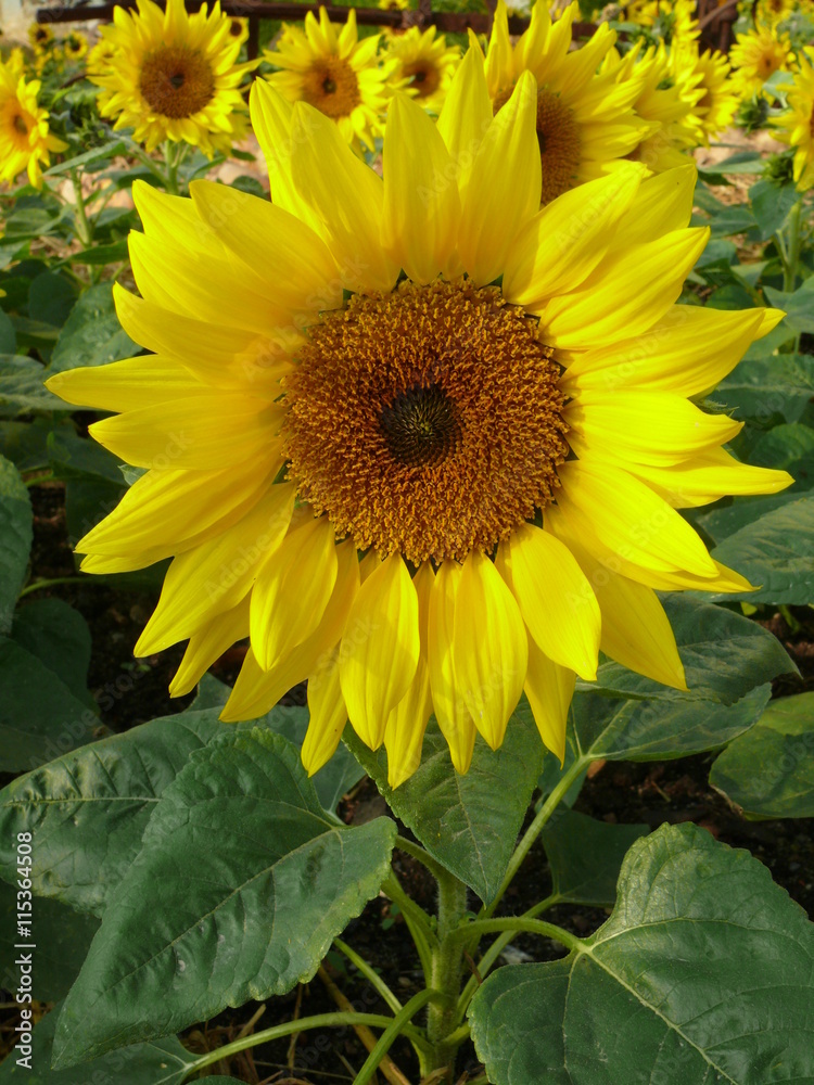 Obraz premium Sonnenblumen