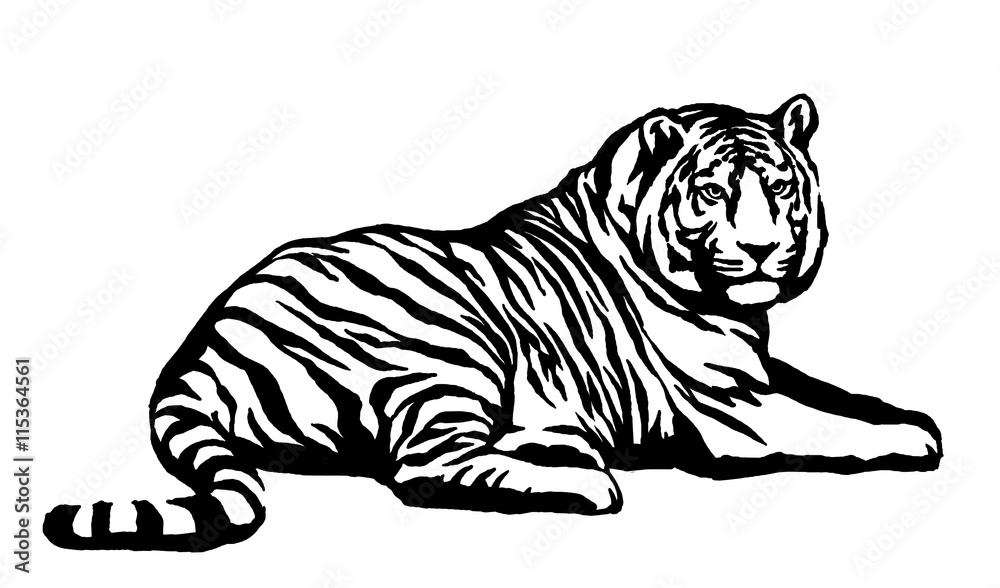 Fototapeta premium black and white ink draw tiger illustration