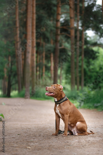 pit bull terrier dog in the park