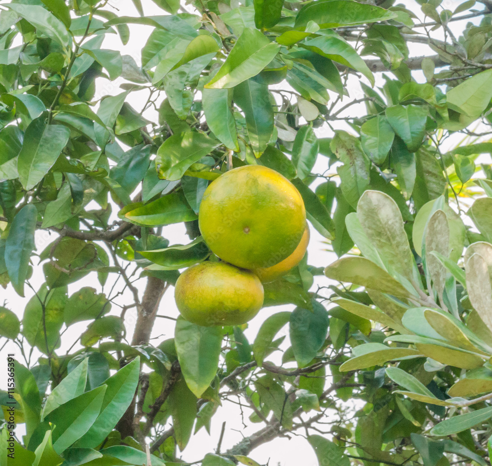 ripe grapefruit on a tree