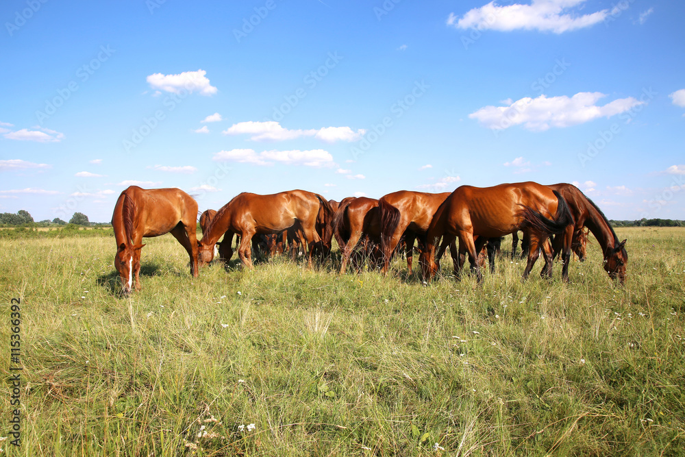 Panoramic view of herd of horses when grazing on meadow Panoramic view of herd of horses when grazing on meadow