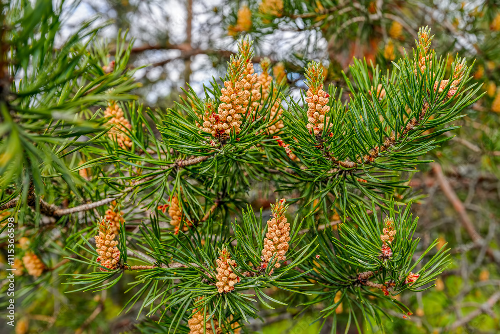 Evergreen pine tree branch