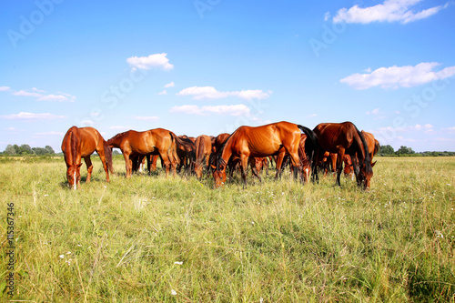 Thoroughbred gidran horses eating fresh greengrass on the hungarian puszta