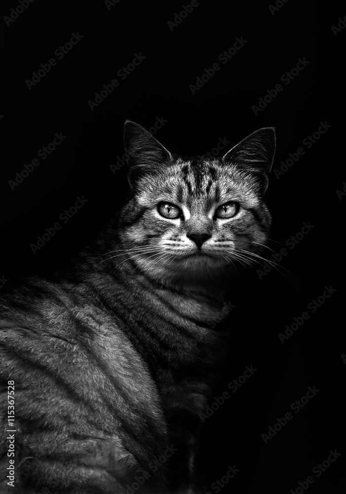 Cat in black and white with a dark background