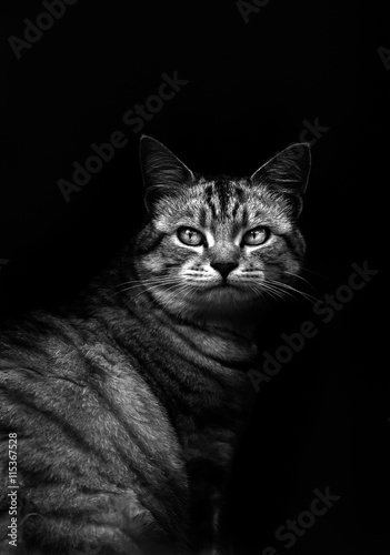 Cat in black and white with a dark background © donvanstaden