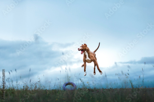 dog playing, jumping, pit bull terrier