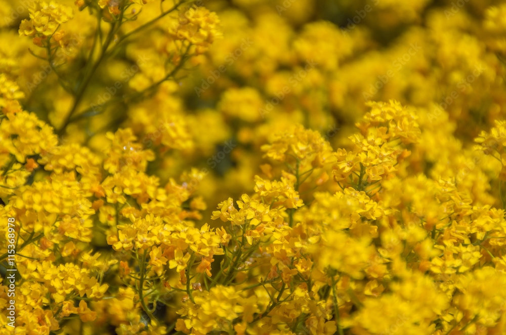 Raps im Garten