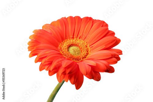 red gerbera flower close up background