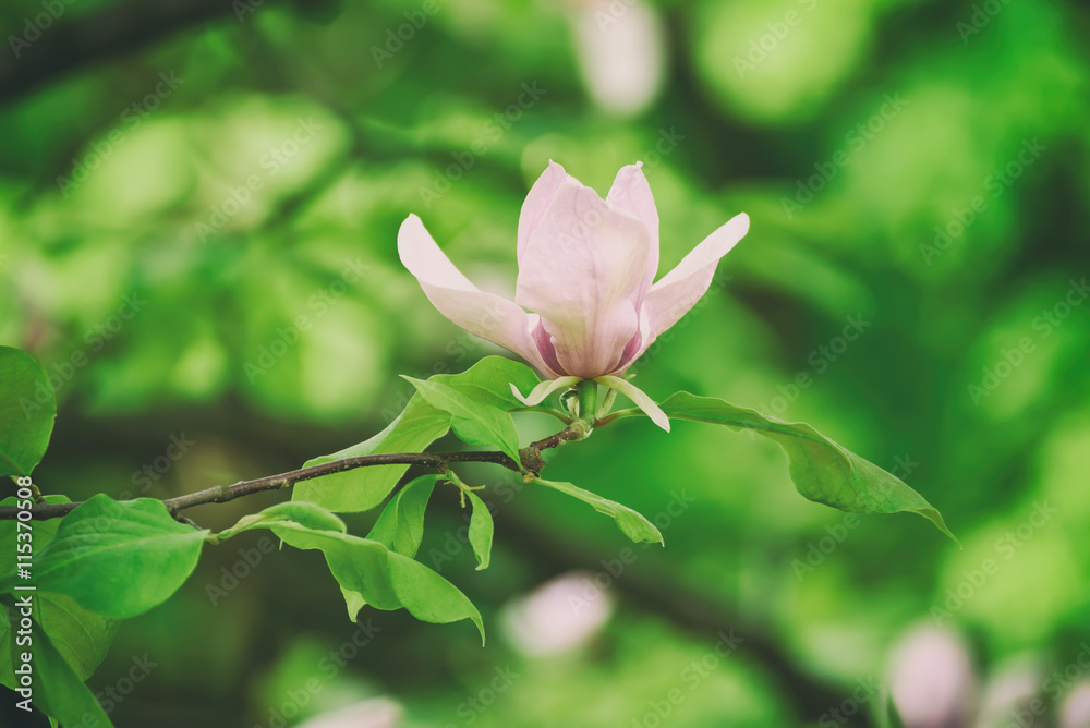 Obraz premium Blossoming of magnolia flowers in spring time, retro vintage hipster image