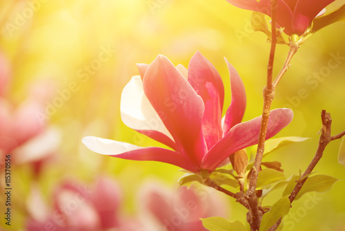 Blossoming of magnolia liliflora Nigra flowers in spring time, sunny floral background