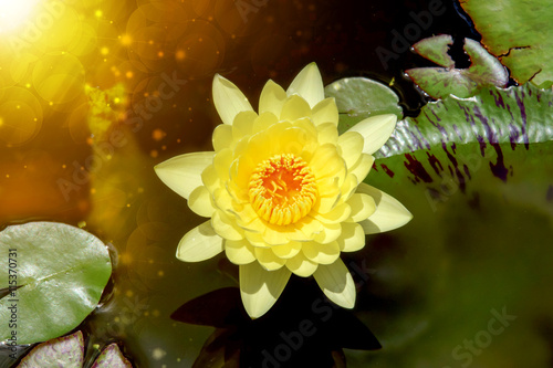 Beautiful waterlily Hybrid flower.