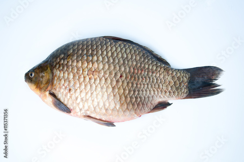 Big prussian carp isolated on white