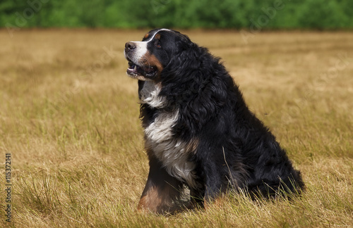 Bernese Mountain Dog in the green field © Alexey Kuznetsov