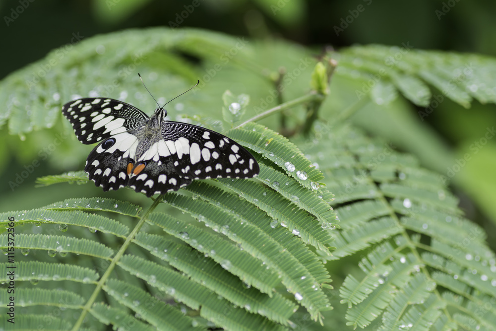 butterfly with white stripes on the leaves . butterfly with white stripes on the leaves .