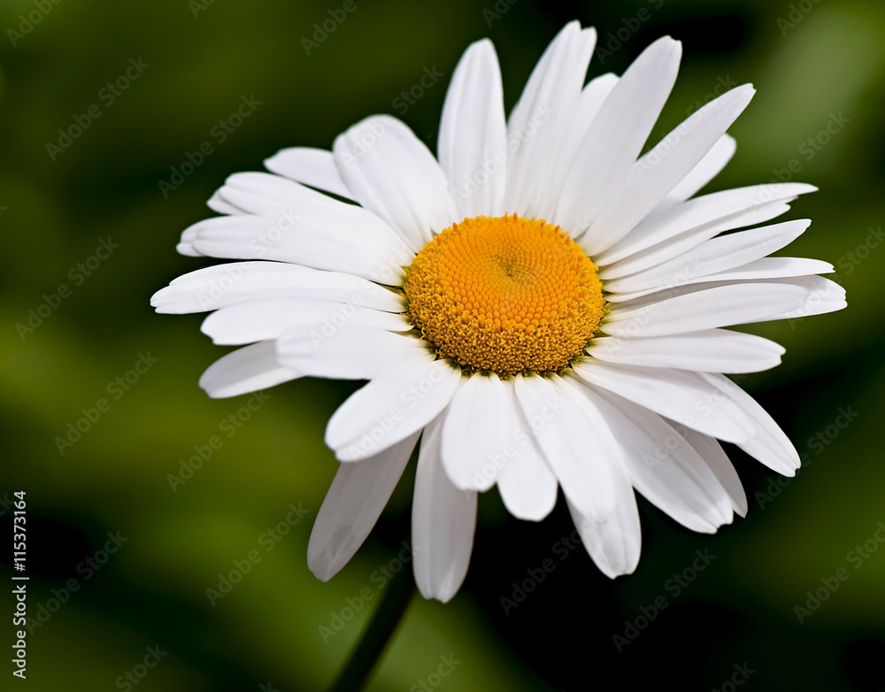 Chamomile, garden chamomile flower, white flower, flora. Chamomile, garden chamomile flower, white flower, flora.