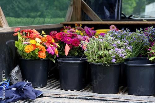Truck with harvest of flowers at an organic flower farm