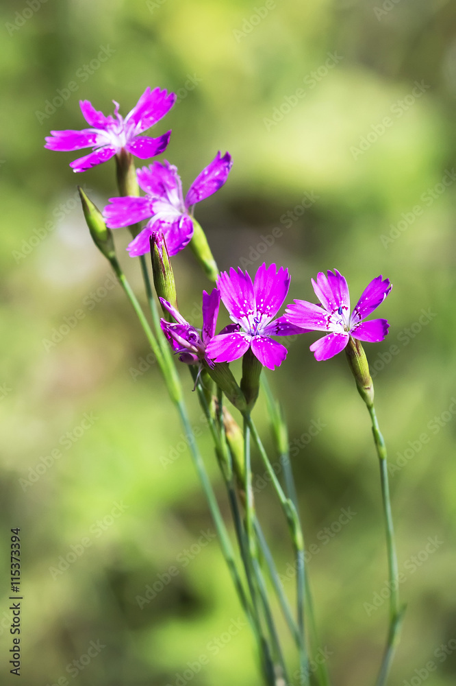 Wild flower Dianthus deltoides (Lat. Dianthus deltoides L) Wild flower Dianthus deltoides (Lat. Dianthus deltoides L)