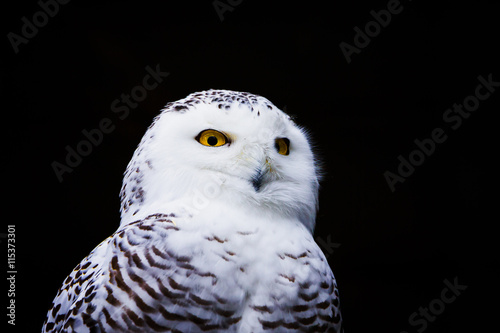 Closeup portrait snowy owl © wideeyes