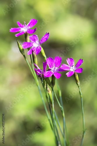 Wild flower Dianthus deltoides (Lat. Dianthus deltoides L)