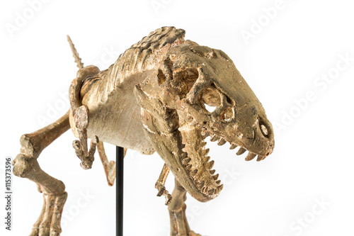 Tyrannosaurus Rex skeleton © Irina Burakova