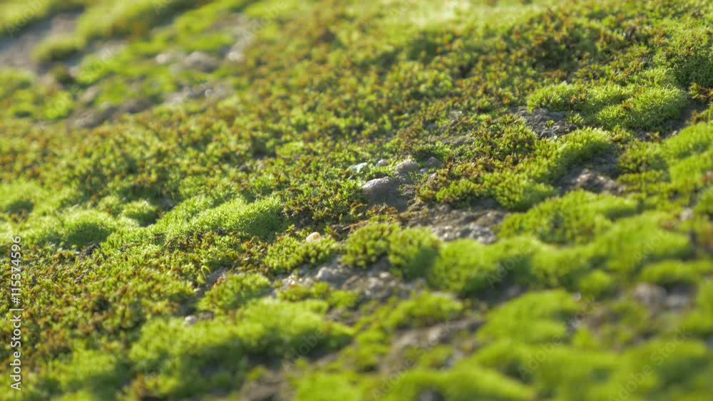 Green moss on sunlight shallow DOF 4K 2160p UHD footage - Bryophyta moss by the day slow panning 4K 3840X2160 UHD video Green moss on sunlight shallow DOF 4K 2160p UHD footage - Bryophyta moss by the day slow panning 4K 3840X2160 UHD video