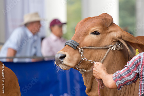 Beef cattle judging contest, Close up American Brahman brown