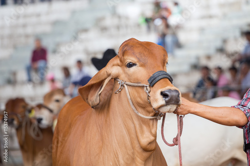 Beef cattle judging contest, Close up American Brahman brown