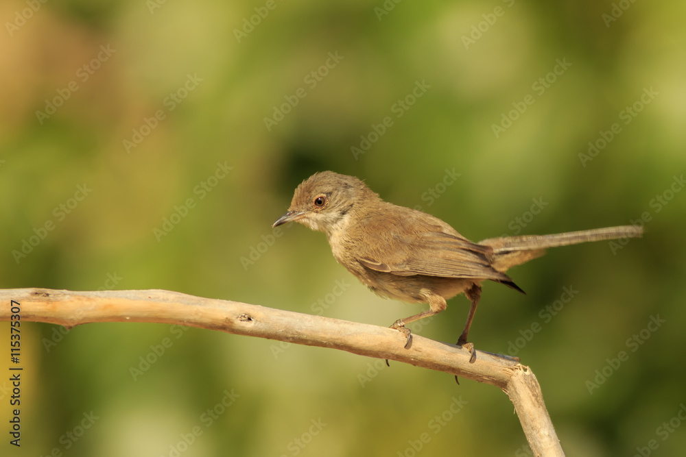 Hembra de Curruca cabecinegra