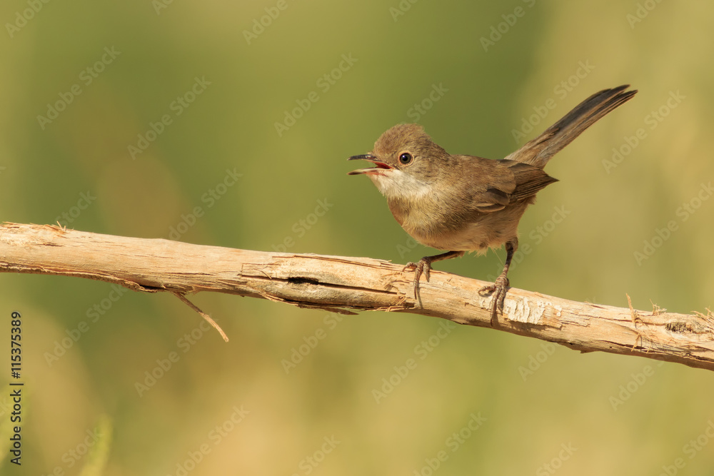 Hembra de Curruca cabecinegra Hembra de Curruca cabecinegra
