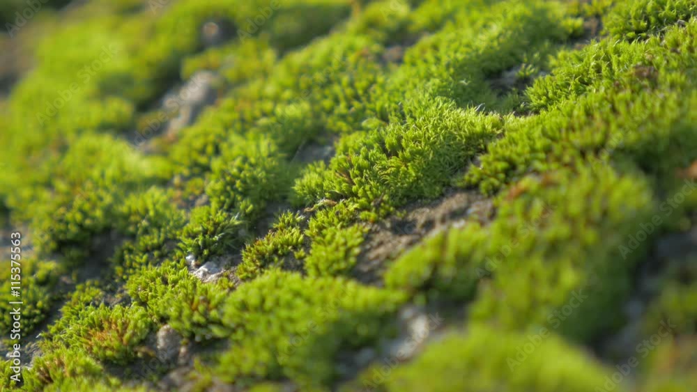 Green moss shallow DOF on daylight 4K 2160p UHD footage - Bryophyta moss by the day slow panning 4K 3840X2160 UHD video Green moss shallow DOF on daylight 4K 2160p UHD footage - Bryophyta moss by the day slow panning 4K 3840X2160 UHD video
