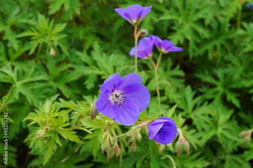 Fototapeta Naklejka Na Ścianę i Meble -  Purple flowers of Geranium Platypetalum cranebill