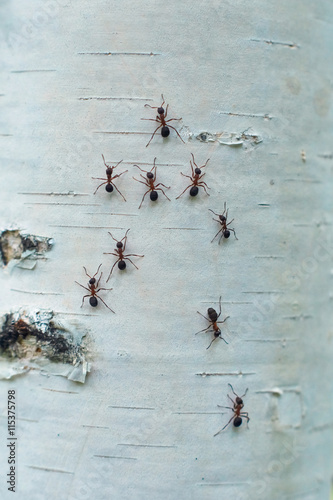 Ants climb  on the trunk of a birch. © alexsid