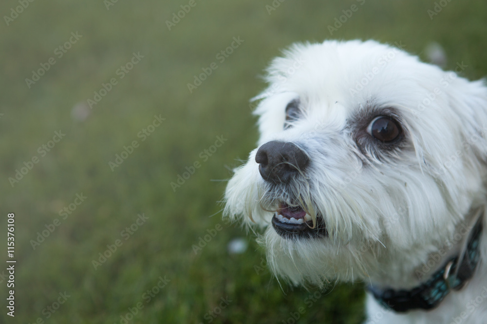White Maltese Dog Sitting and Happy Looking White Maltese Dog Sitting and Happy Looking