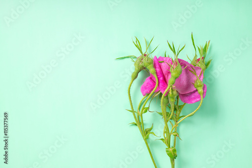 Fototapeta Naklejka Na Ścianę i Meble -  flat lay of beautiful romantic pink rose flower with buds on gre