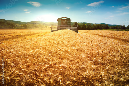 Harvester machine to harvest wheat field working photo