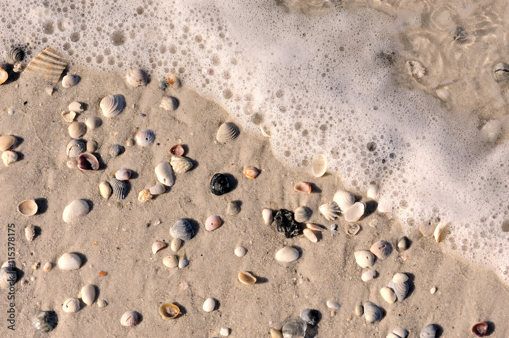 Sea foam shells Sea foam shells