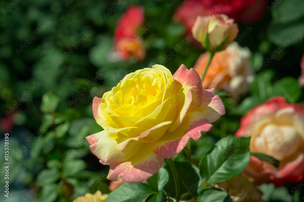Yellow rose blossoming in the garden. Shallow depth of field. Yellow rose blossoming in the garden. Shallow depth of field.