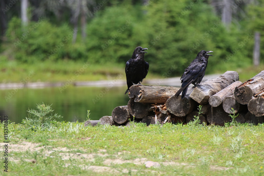 Obraz premium corbeau