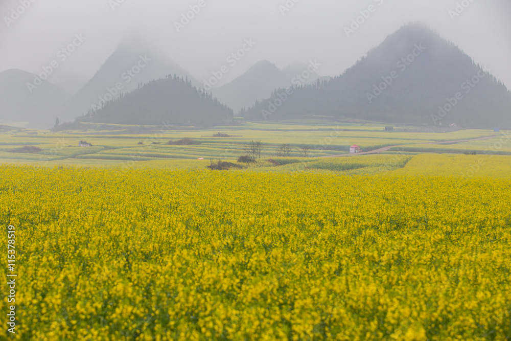 Yellow rapeseed flower field with the mist in Luoping, China