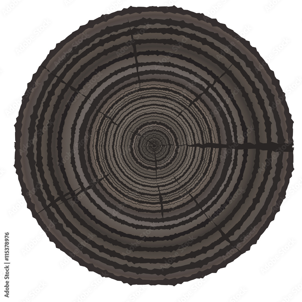 Fototapeta premium Cross section of tree stump isolated on white background 